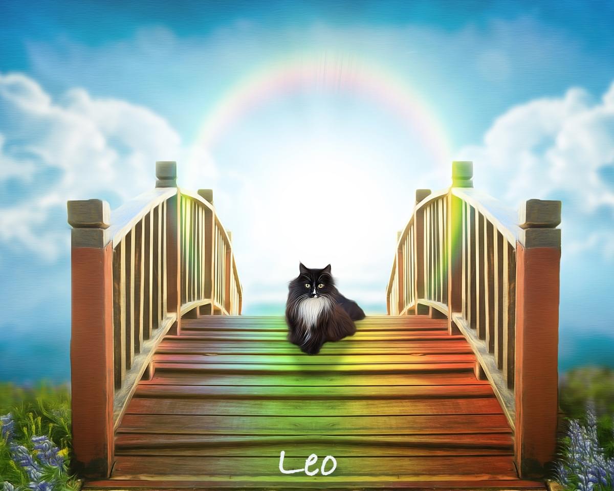 Pet Loss, Rainbow Bridge, Cat, Kitty, Furbaby 